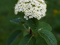 Viburnum lantana IMG_9360 Kalina hordowina